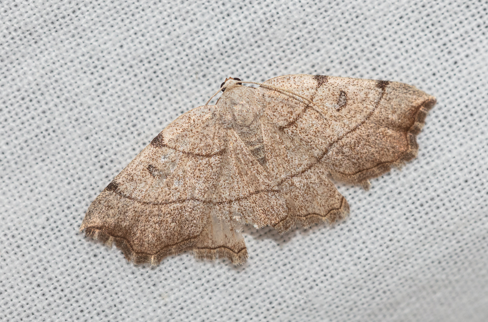 Eilicrinia trinotata - háromjegyű araszoló