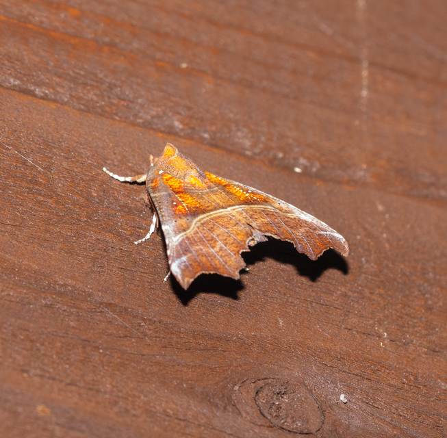 Scoliopteryx libatrix - vörös csipkésbagoly