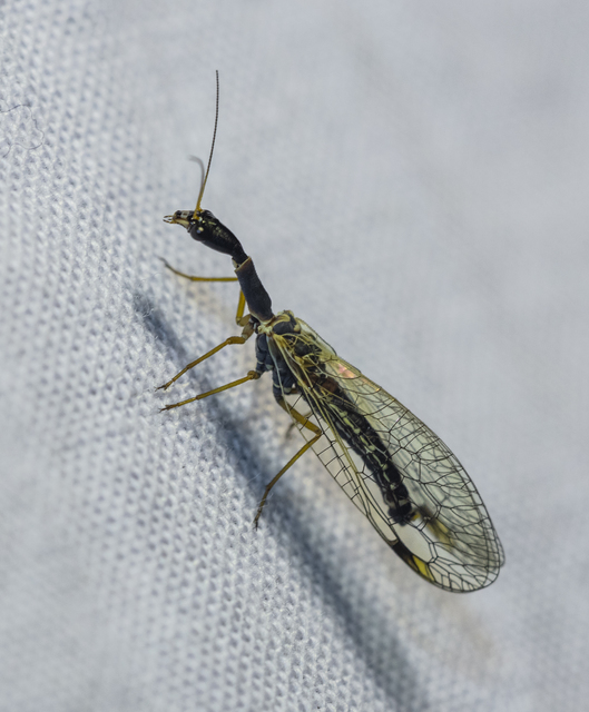 Raphidioptera - Tevenyakú-fátyolkák