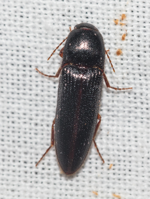 Elateridae - pattanóbogárfélék