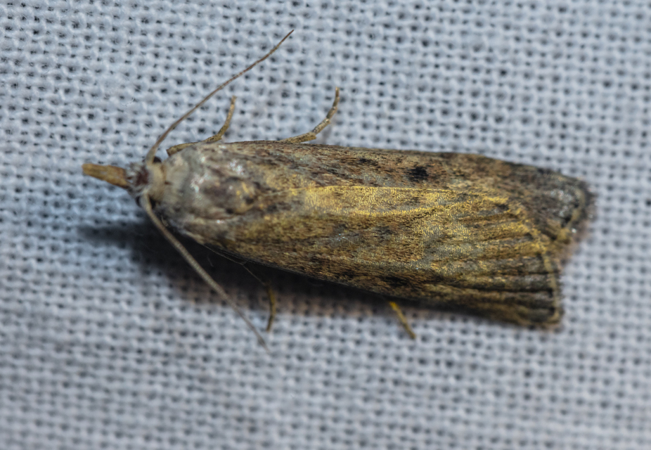 Galleriinae