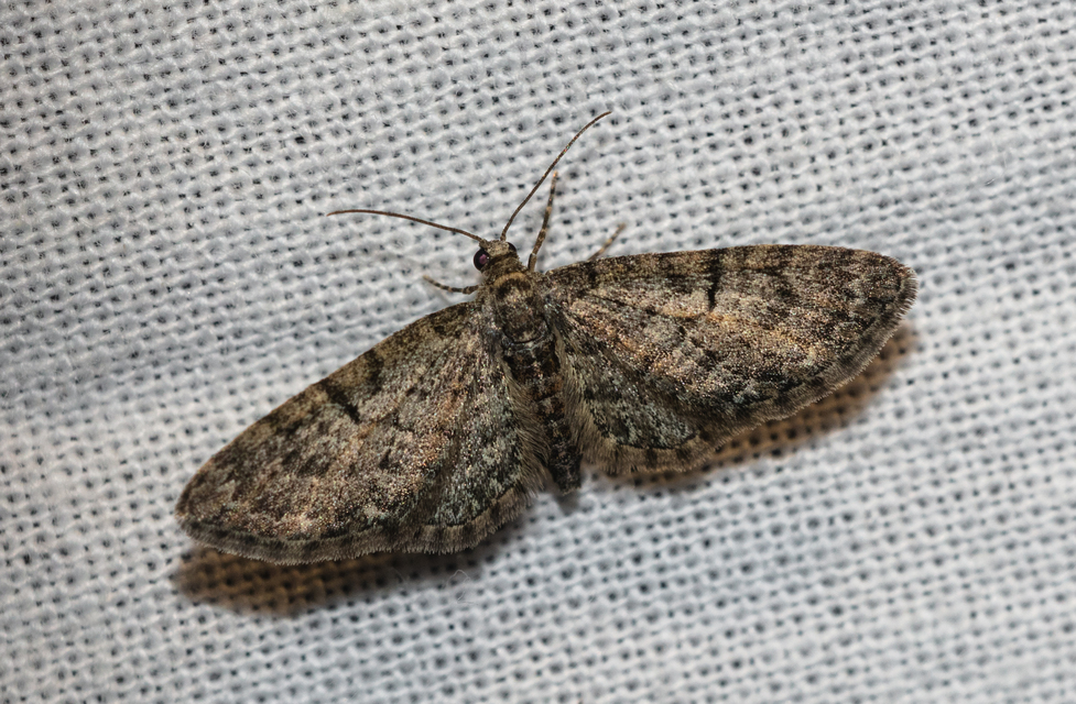 Eupithecia dodoneata - tölgy-törpearaszoló