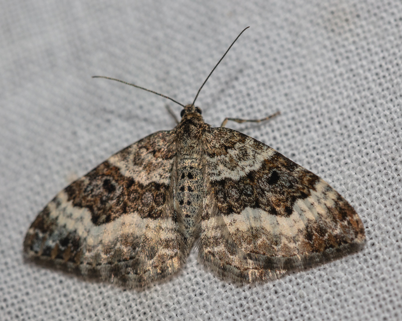 Epirrhoe alternata - galaj-tarkaaraszoló