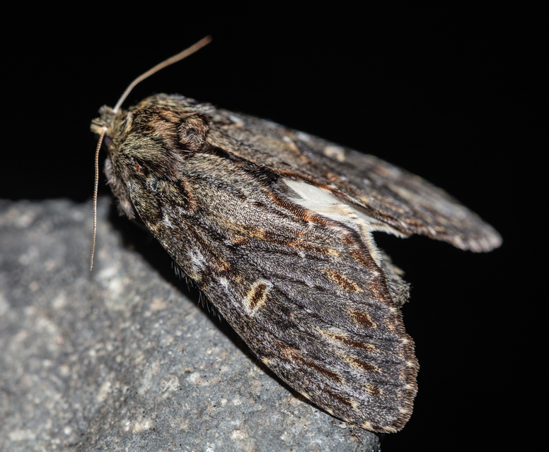 Peridea anceps - füstös púposszövő