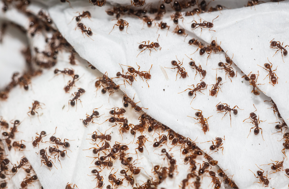 Tetramorium