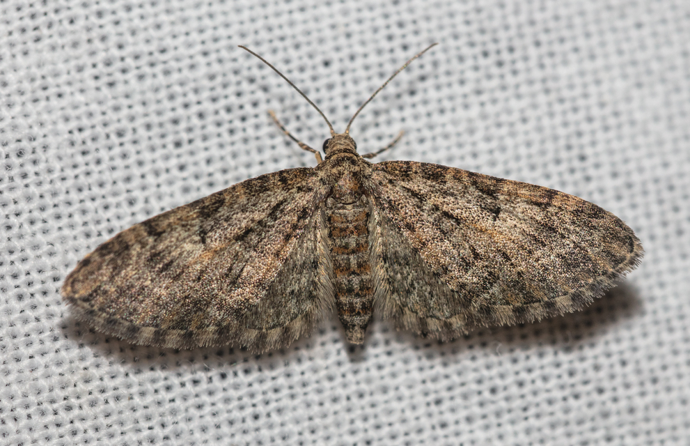Eupithecia dodoneata - tölgy-törpearaszoló