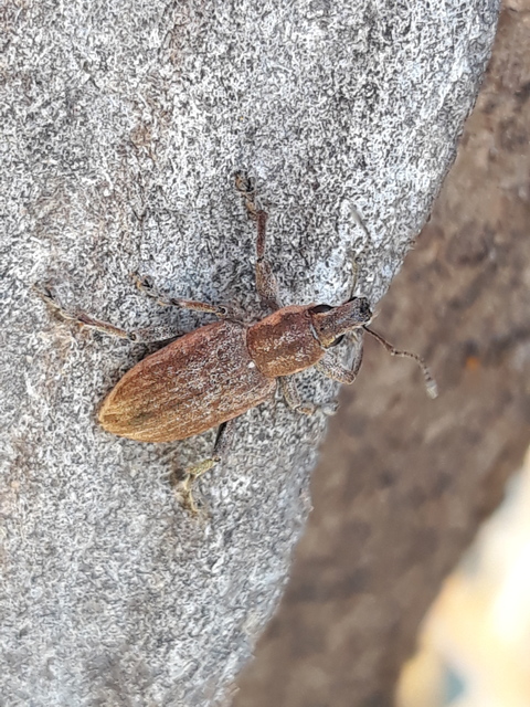 Tanymecus palliatus - közönséges hegyesfarúbarkó
