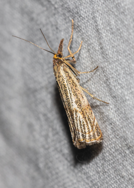 Thisanotia chrysonuchella - tavaszi fűgyökérmoly