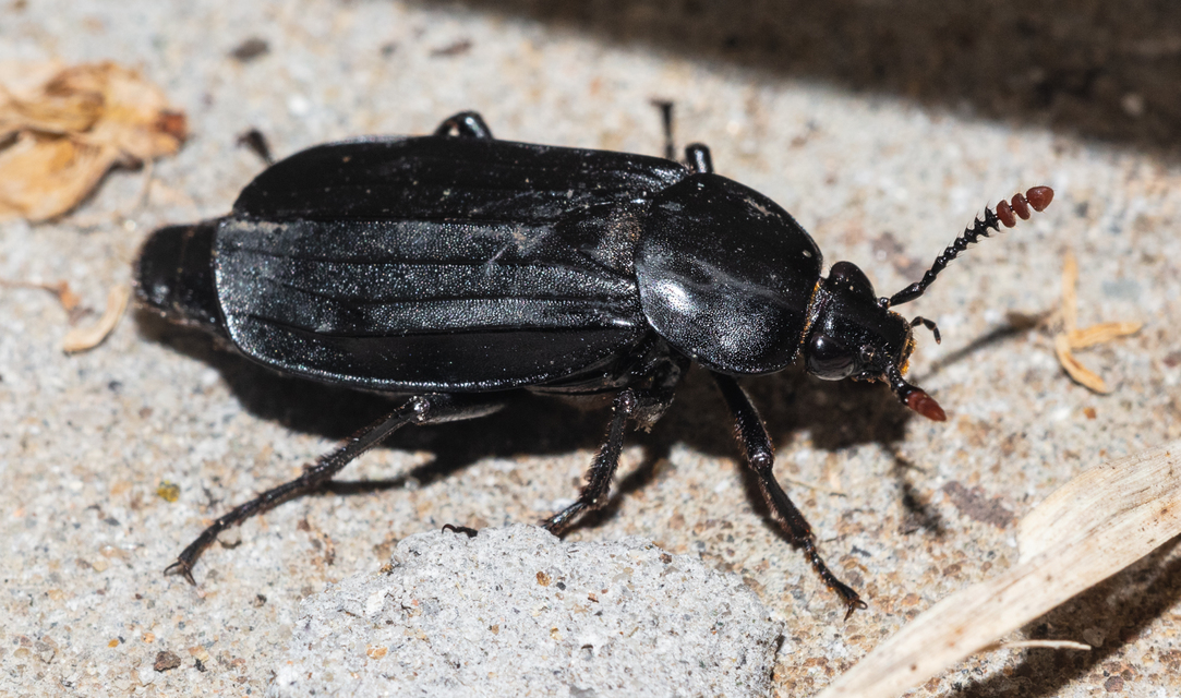 Necrodes littoralis - nagy dögbogár