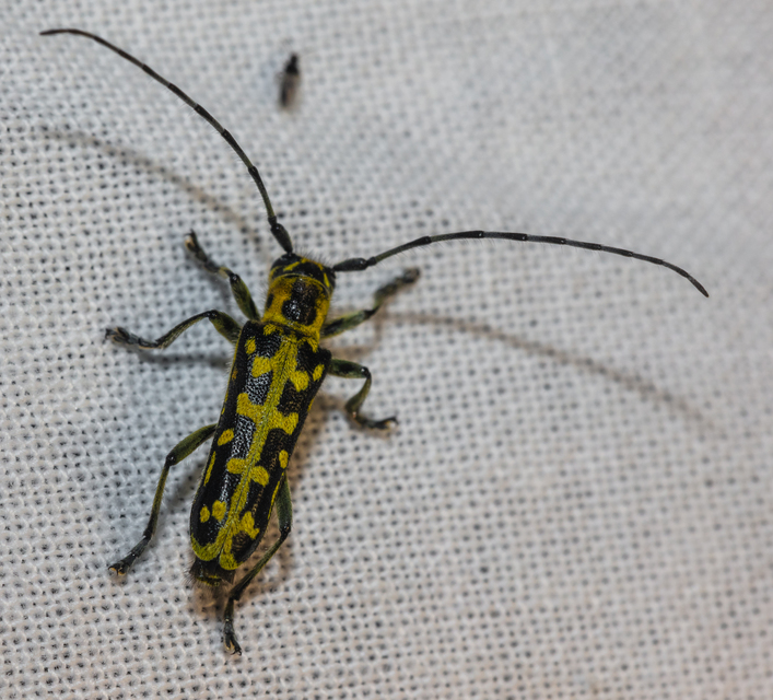 Saperda scalaris - létracincér