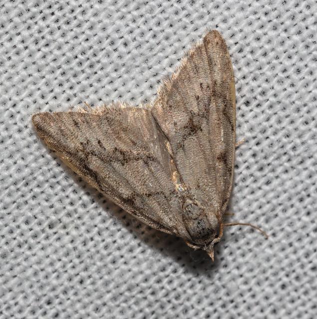 Nola cicatricalis - szürke pamacsosszövő
