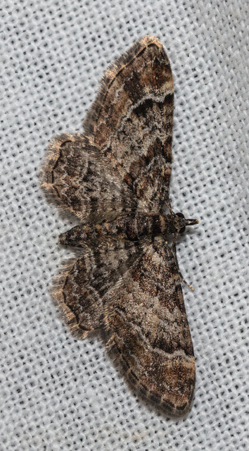 Gymnoscelis rufifasciata - vöröscsíkos törpearaszoló