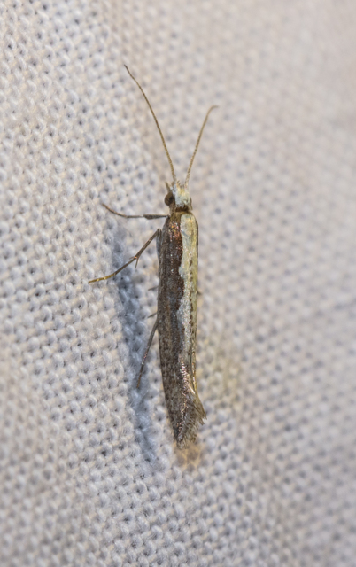 Plutella xylostella - káposztamoly