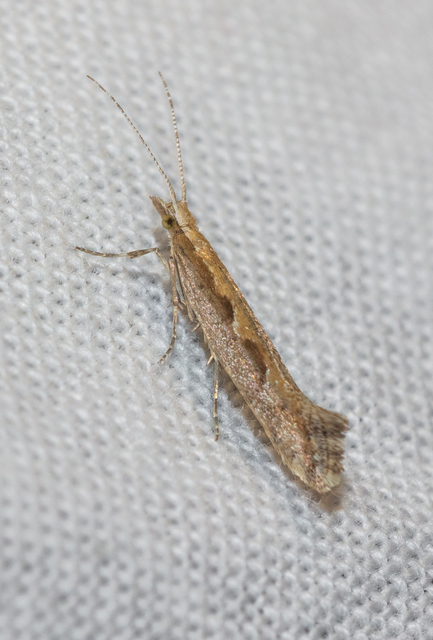 Plutella xylostella - káposztamoly