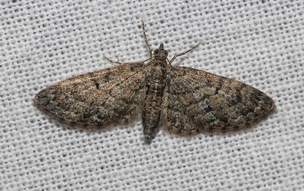 Eupithecia dodoneata - tölgy-törpearaszoló