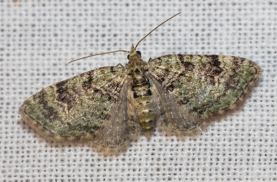 Chloroclystis v-ata - zöldes törpearaszoló