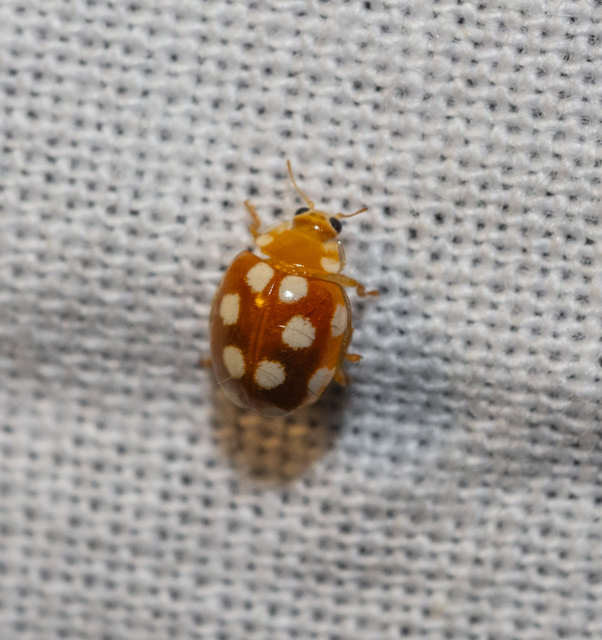 Vibidia duodecimguttata - tizenkétcseppes füsskata