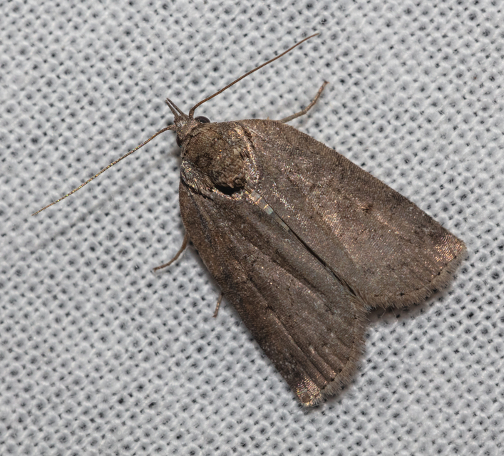 Nycteola asiatica - nyárfa-trapézbagoly