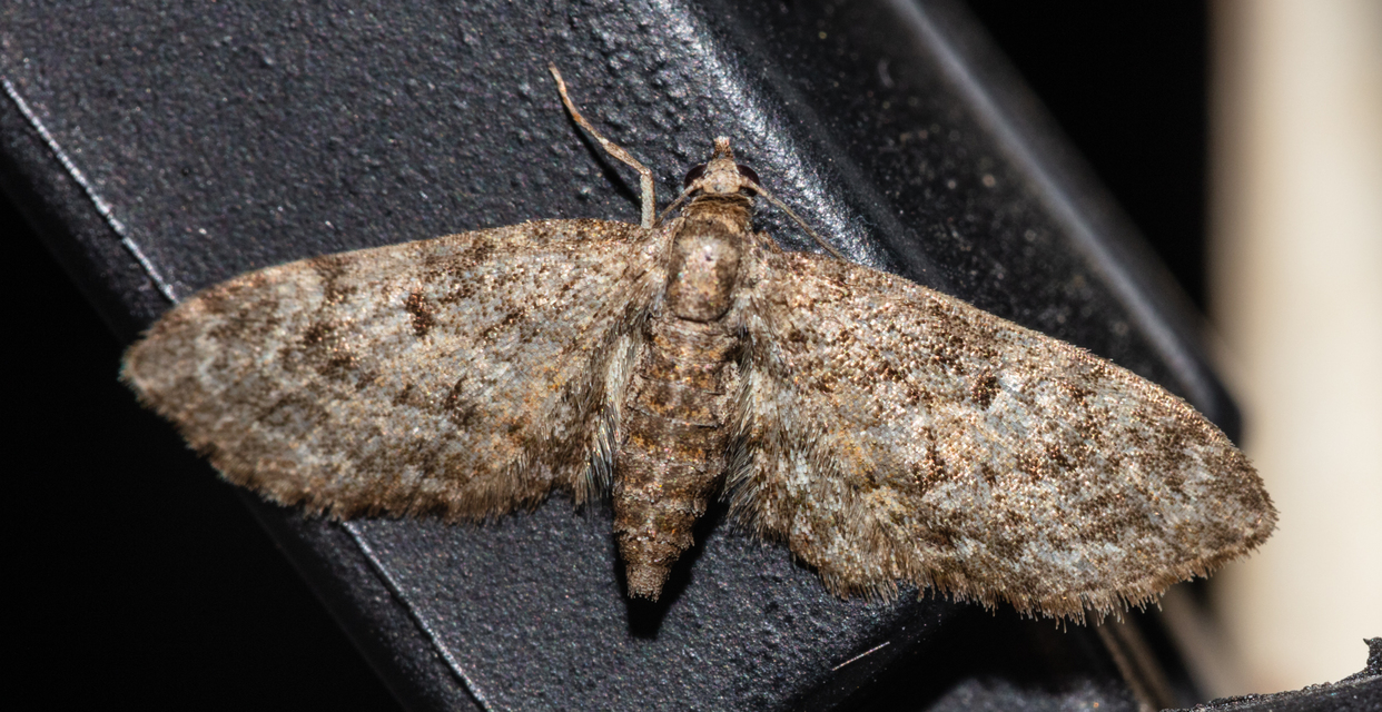 Eupithecia dodoneata - tölgy-törpearaszoló