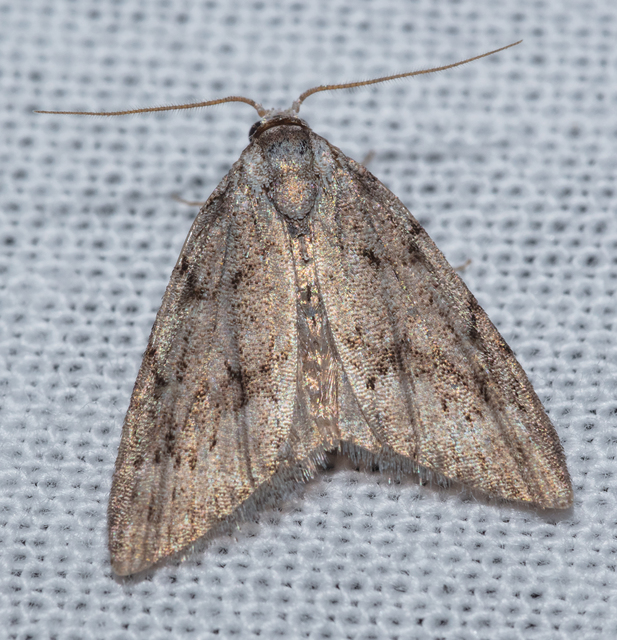 Nola cicatricalis - szürke pamacsosszövő