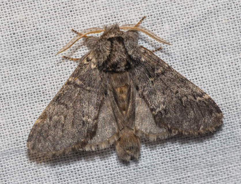 Drymonia ruficornis - cserfa-púposszövő