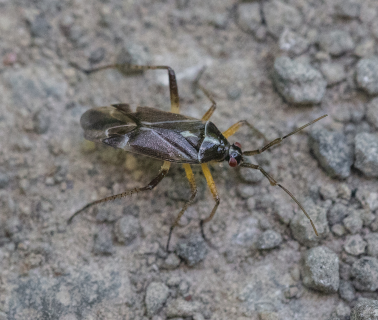 Harpocera