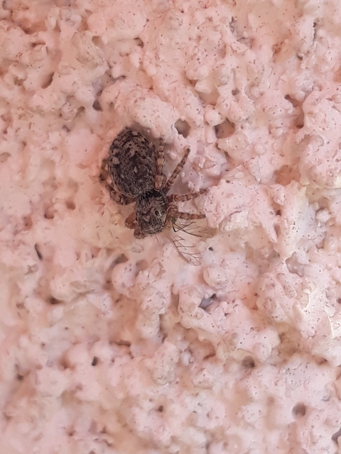 Attulus pubescens - bozontos ugrópók