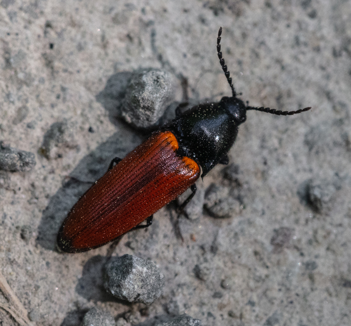 Ampedus