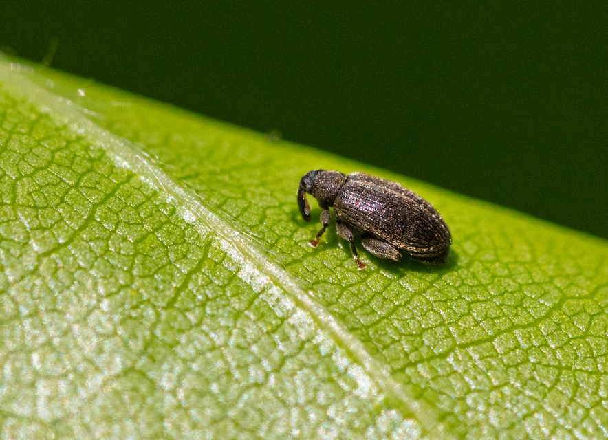 Orchestes fagi - bükk-bolhaormányos