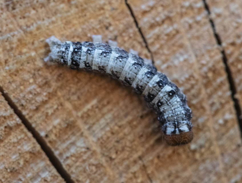Dichonia convergens - őszi tölgybagoly