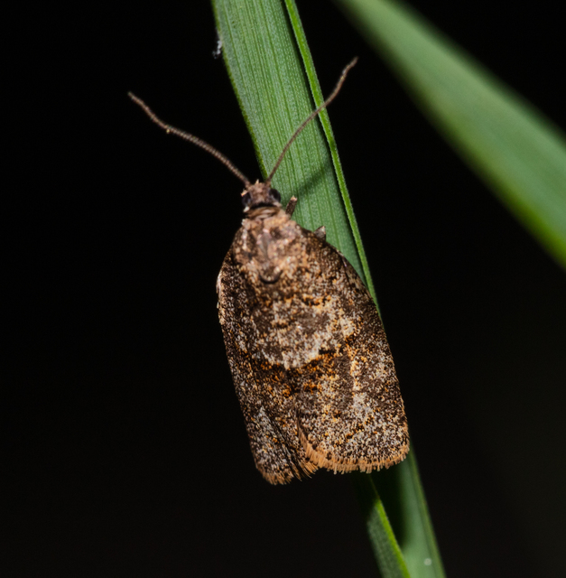 Syndemis musculana - füstös sodrómoly