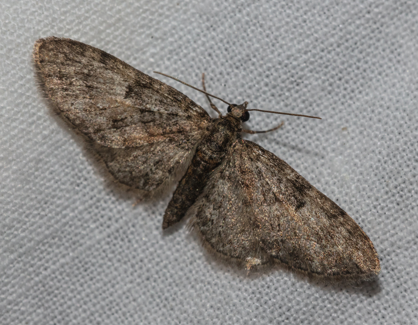 Eupithecia dodoneata - tölgy-törpearaszoló
