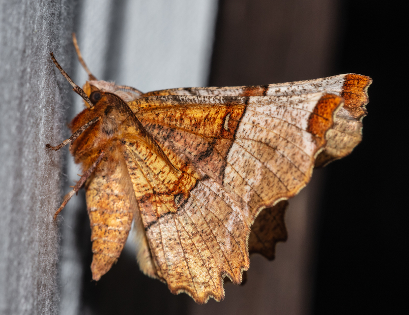 Selenia lunularia - egyfoltos holdasaraszoló