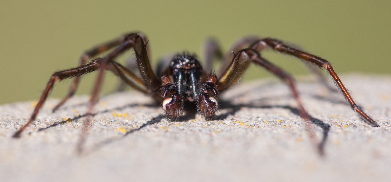 Amaurobius ferox - nagy eretnekpók