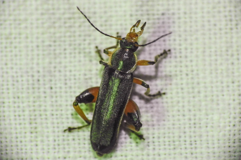 Osphya bipunctata - kétalakú komorka