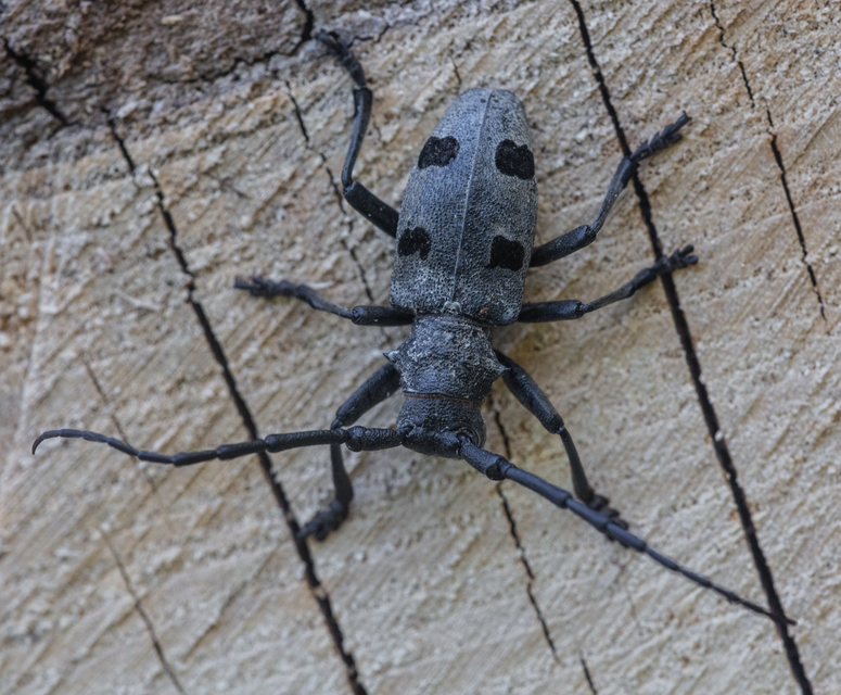 Morimus asper funereus - gyászcincér