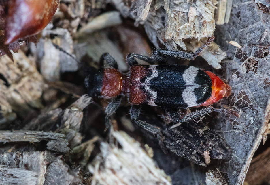 Thanasimus formicarius - vörösnyakú szúfarkas