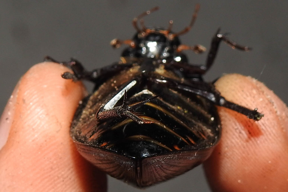 Hydrophilus aterrimus - fekete óriáscsibor