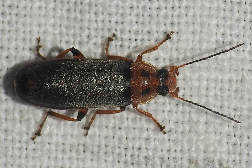 Osphya bipunctata - kétalakú komorka