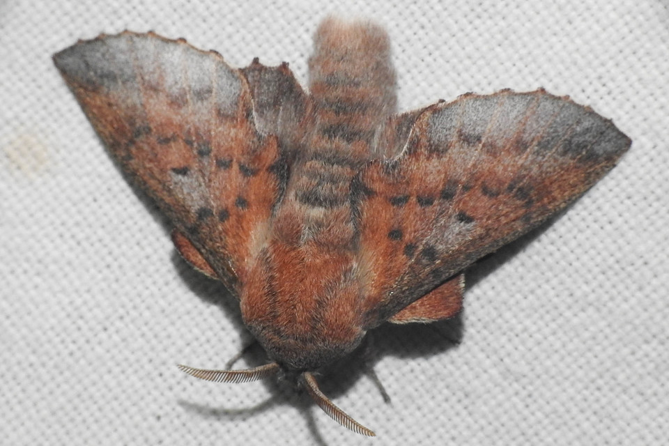 Phyllodesma tremulifolia - nyárlevélpohók