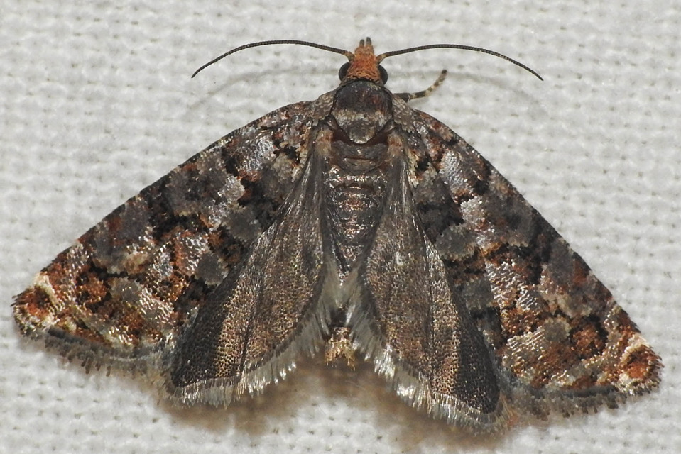 Gravitarmata margarotana - márványos gyantamoly