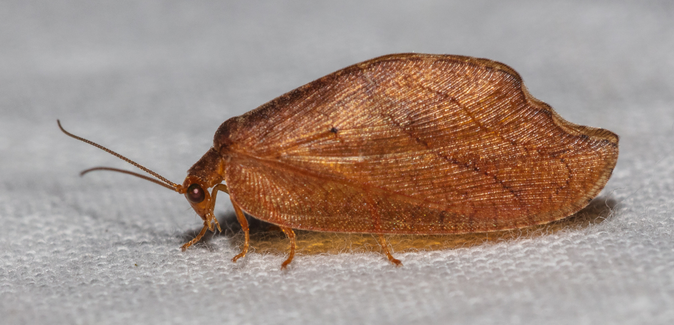 Drepanepteryx phalaenoides