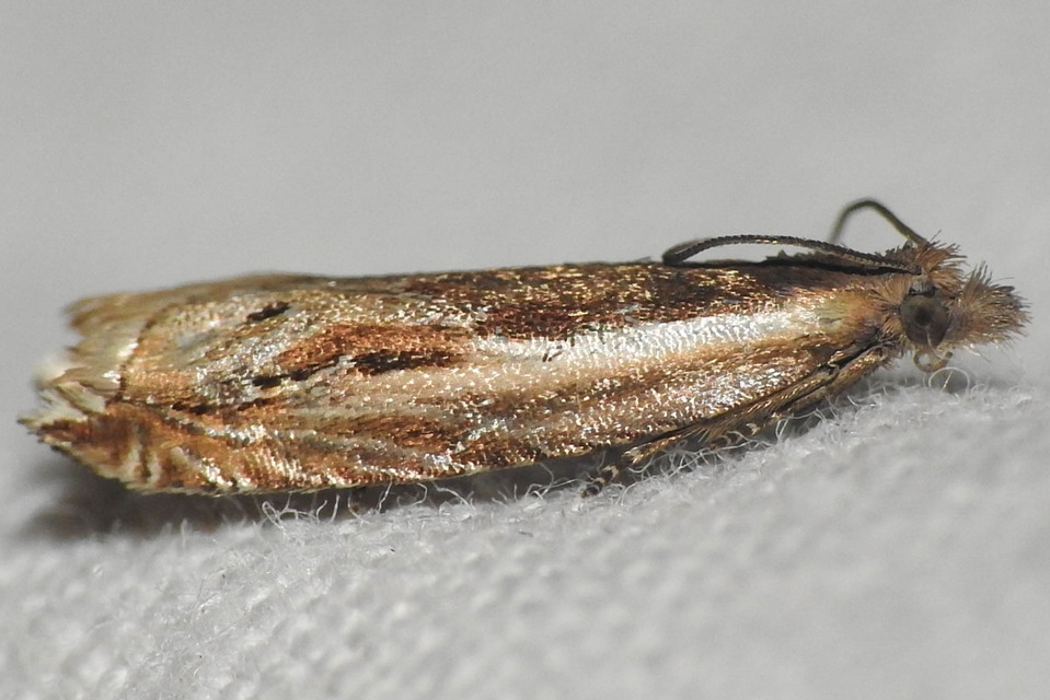 Ancylis apicella - bengesodró horgasmoly
