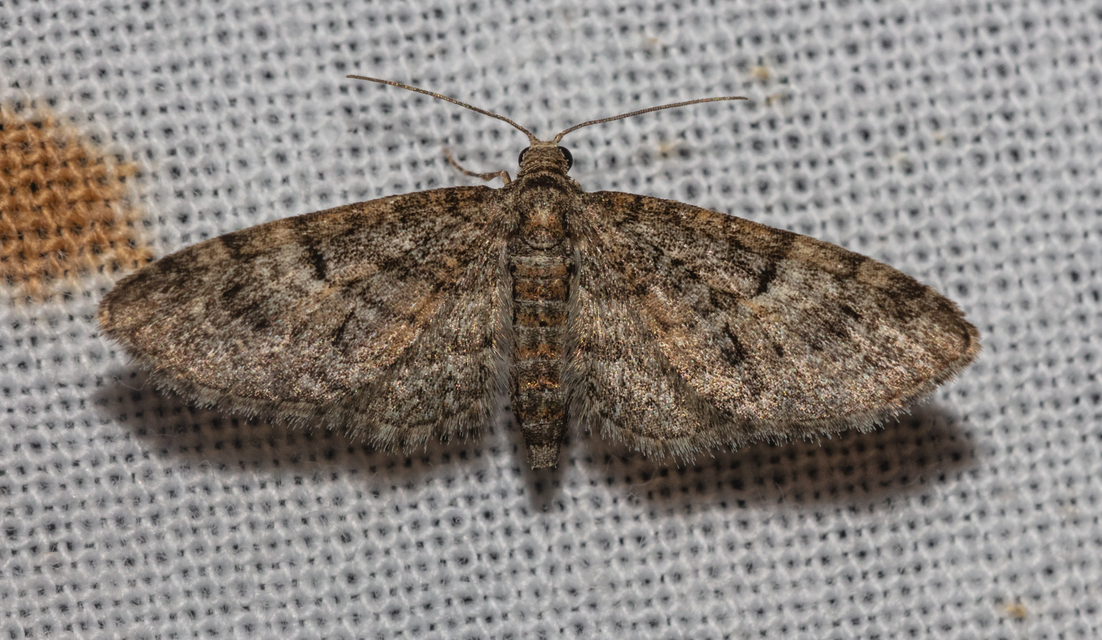 Eupithecia dodoneata - tölgy-törpearaszoló