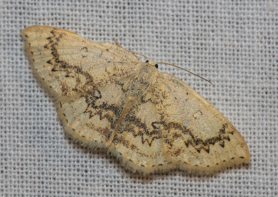Cyclophora annularia - gyűrűs pettyesaraszoló