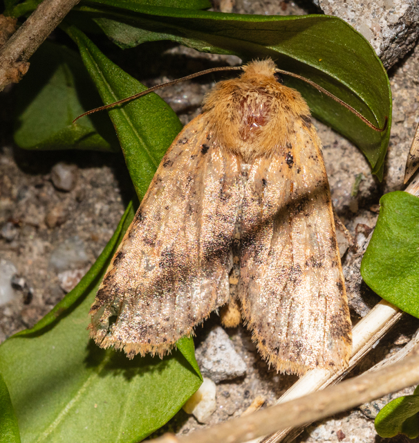 Conistra rubiginea - vörös őszibagoly