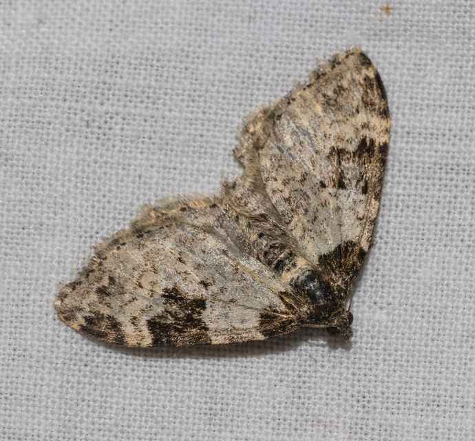 Xanthorhoe fluctuata - közönséges tarkaaraszoló