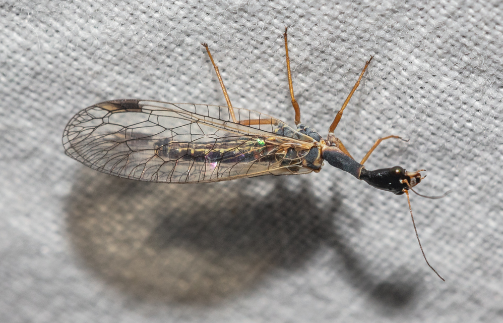 Raphidioptera - Tevenyakú-fátyolkák