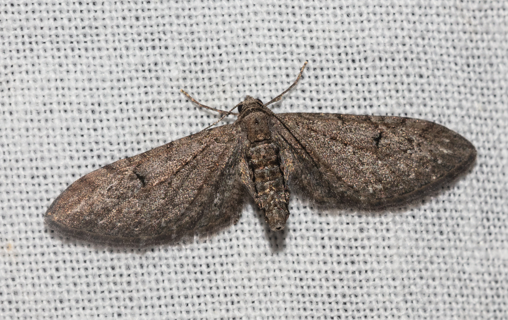 Eupithecia innotata - hegyesszárnyú törpearaszoló