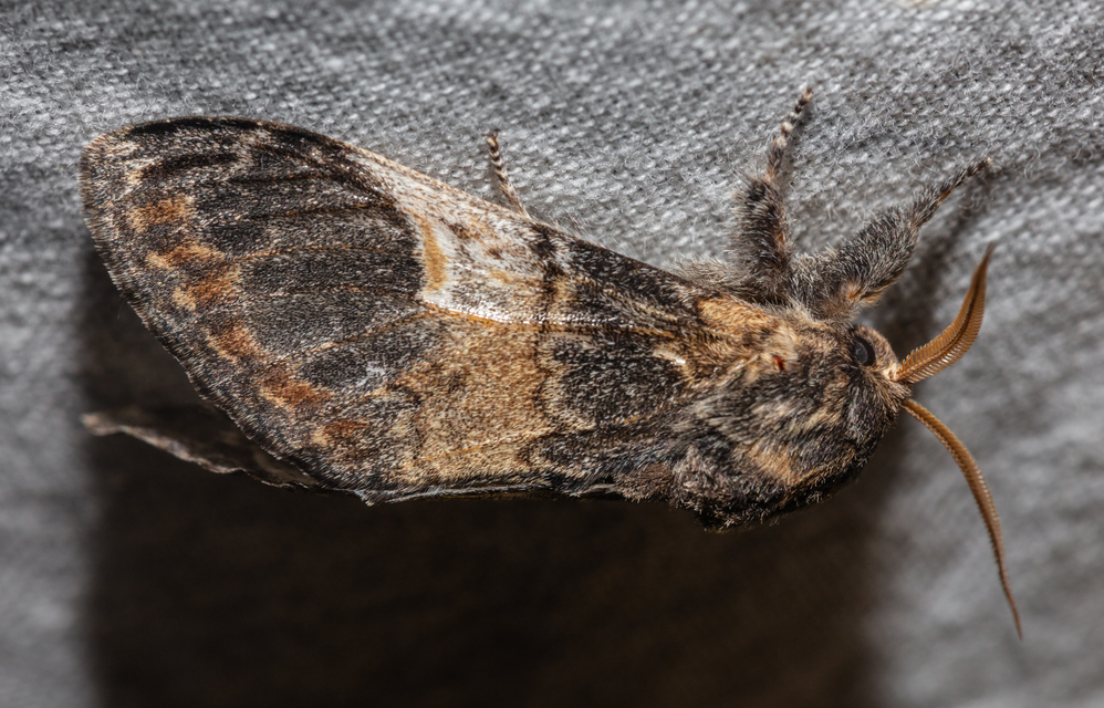 Notodonta tritophus - tarajos púposszövő